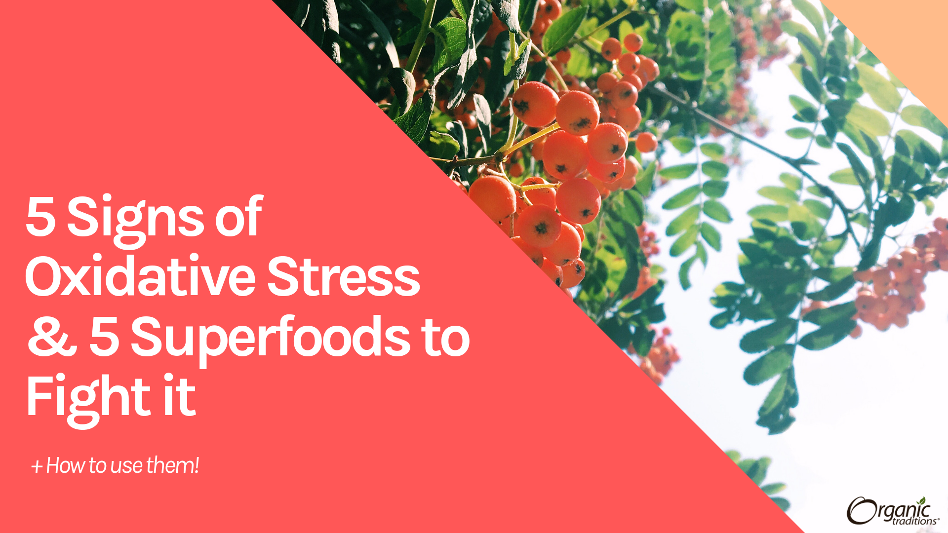 5 Signs of Oxidative Stress & 5 Superfoods to Fight it (+How to Use Them!)